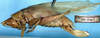 CollectionObject 1531608; 3f7758af-9d3f-4762-b496-0a218d4016f5: female, lateral view (holotype). (CollectionObject).