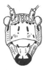Sphaeropyga striolata (Redtenbacher, 1892): Fig. 102. male face. (Otu).