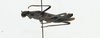 CollectionObject 1573616; ec820636-56b1-4002-8518-9ec164e166a1: female, lateral view (paratype). (CollectionObject).;CollectionObject 1573617; 09ead462-e128-4fd4-a9ea-f82bdfbb5955: female, lateral view (paratype). (CollectionObject).