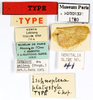 Symploce pallens (Stephens, 1835): CC BY-NC-ND 4.0/MNHN - Depraetere Marion - 2014. Type, male, of platystyla Chopard, 1938. Specimen number: MNHN-EP-EP1780. http://coldb.mnhn.fr/catalognumber/mnhn/ep/ep1780. (Otu).