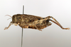 CollectionObject 1593071; 8ab918ee-fb6c-40cc-9671-74f39b2469e1: female, lateral view (paratype). (CollectionObject).