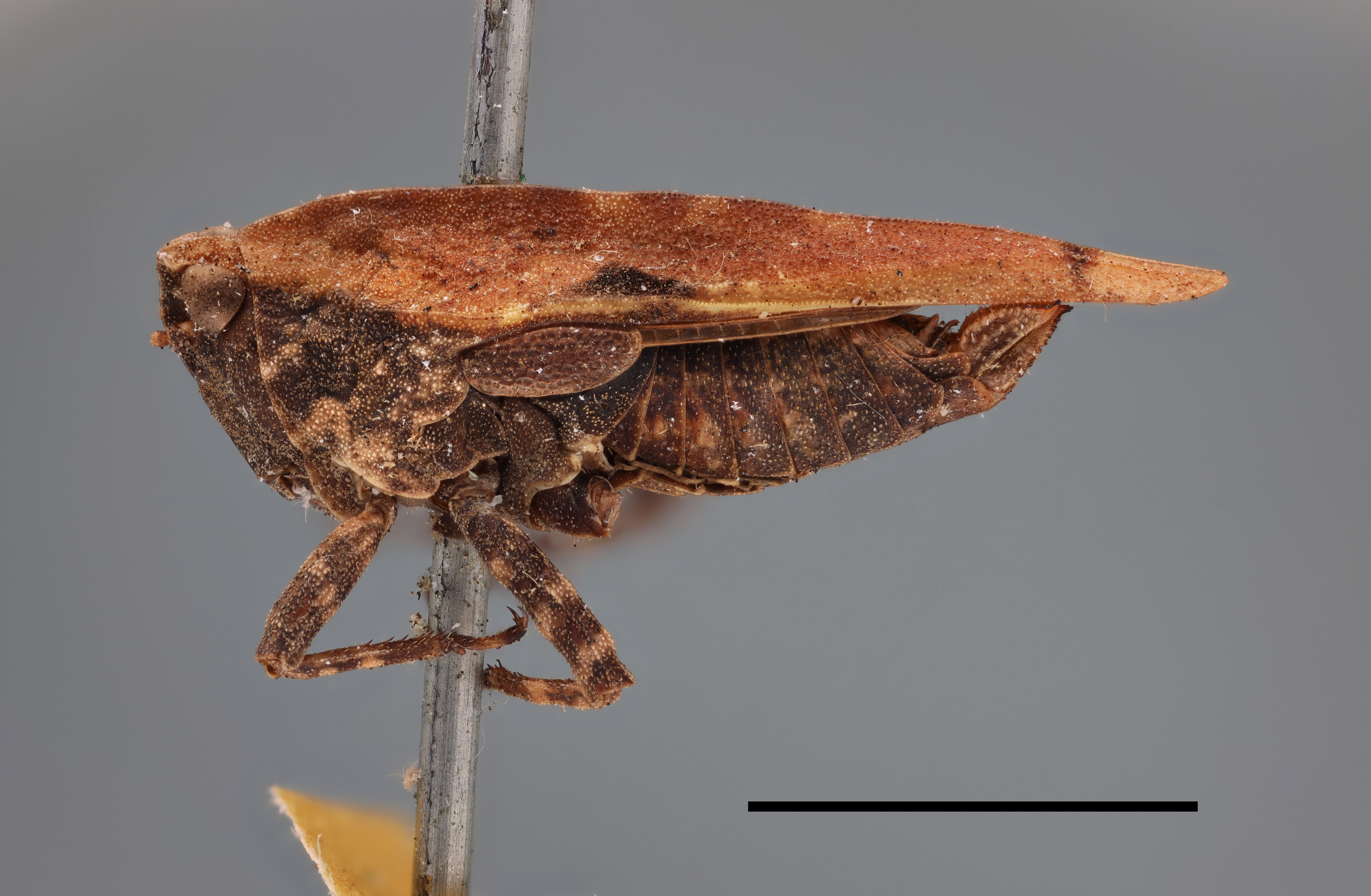 female (lateral view), syntype (scale bar 5 mm). Depicts CollectionObject 1596023; 09620445-73aa-4113-9816-9ede1fdbe31d, MZLU178061, a CollectionObject.