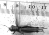 CollectionObject 1530638; d1169f9c-683a-4013-96ca-89b189fab1cf: Image Carbonell, C.S. female, dorsal view (syntype). (CollectionObject).