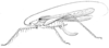 Neophisis (Megaphisis) echinata (Redtenbacher, 1891): Pl. IV, Fig. 96. female habitus (vividly green, pronotum length 4.5 mm, tegmina 32 mm, hind femora 19 mm, ovipositor 10 mm). (Otu).