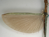 CollectionObject 1560606; NMW 1120, de7ff30c-262a-4c2d-8158-41b4764dea50: copyright NMW, Vienna. female, wings (lectotype). (CollectionObject).