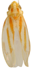 Habitus, dorsal view on Erythridula nondescripta (Johnson, 1935): Habitus (OSU collection). (Observation).