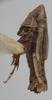 Habitus, lateral view on Athysanella (Athysanella) supina Ball & Beamer, 1940: (Observation).