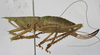 CollectionObject 1539572; f8772052-5264-43df-a74f-4375e2497bf9: female, lateral view (holotype). (CollectionObject).