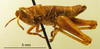 CollectionObject 1530883; c0f9cbfa-8b98-4704-87ac-162b90c22caf: nymph (syntype). (CollectionObject).