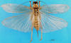 CollectionObject 1475026; 074e9c1a-0da0-4caa-991e-323bb774c6f3, MfN 3887: female, dorsal view (holotype of Paragryllacris infuscata). (CollectionObject).