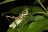 FieldOccurrence 3698; 7773cf17-2672-43f5-a73a-4e587e62aa2e; Argentina
Parque Nacional El Impenetrable, 2019/12/27: (FieldOccurrence).
