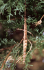 Acanthoxyla geisovii (Kaup, 1866): copyright P.D. Brock. female, brown colour form on Cupressus, Tresco Abbey Gardens, U.K. September 1987. (Otu).