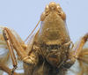 CollectionObject 1516879; 53d5e75a-1c73-47b6-8cbc-fa161bda0945: male, frontal view (holotype). (CollectionObject).