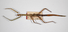 CollectionObject 1557137; b9e8cfd5-2703-4de1-a0f4-5eed5fa3f775: copyright ZMB, Berlin. female (syntype). (CollectionObject).;CollectionObject 1557138; 5fc68556-22dd-4594-bd84-d4e4150cbe92: copyright ZMB, Berlin. female (syntype). (CollectionObject).