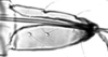 Stylus.: Rostrum (URS) of A. urticata. (Observation).