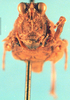 CollectionObject 1501972; a252b47d-ebbb-4683-8e0a-ecfd26b511ff: female, frontal view. (CollectionObject).