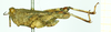 male, lateral view (syntype). Depicts CollectionObject 1586200; a16c2a67-3b71-454f-b55b-c4c6db1eb34a, a CollectionObject.