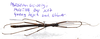 CollectionObject 1584691; 37585f01-5caa-4b43-a42b-3fe730c592ee: copyright MBBJ, Bogor. male (holotype). (CollectionObject).