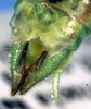 CollectionObject 1504094; 3ff39924-f2a9-4a8c-ac42-1bb64c869a83: male cerci (holotype). (CollectionObject).