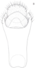 Anal tube processes: !! display not done !! on Cixidia (Epiptera) lapponica (Zetterstedt, 1837): (Observation).
