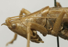 CollectionObject 1535938; ce3eb6ac-4cc0-492d-8d20-16df82832308: male head and pronotum, lateral view (syntype). (CollectionObject).
