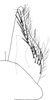 Subgenital plate, ventral view on Dagama capensis (Walker, 1851): Subgenital plate. (Observation).