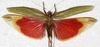 CollectionObject 1566622; NMW 22490, 1a262d33-a2b7-4f15-9acf-122f0353b572: female, dorsal view. (CollectionObject).