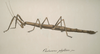 Cladomorphus Gray, 1835: from Charpentier, 1845. Cladomorphus phyllinus [type species] female. (Otu).