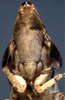 Head on Drakensbergena fuscovittata Linnavuori, 1961: Face. (Observation).