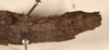 CollectionObject 1560672; e3e29883-1467-4429-bd3a-03a01de2eb54: copyright OUMNH. female: end of abdomen, dorsal view (holotype). (CollectionObject).