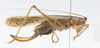CollectionObject 1578183; bc2288ec-186c-4997-b5cf-25bd18ef5053: female, lateral view. (CollectionObject).
