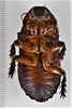 CollectionObject 1618752; dcd10f26-cdd6-4524-ac27-44ba4b9088a9: (CollectionObject).