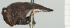 CollectionObject 1477370; c6033290-4ffa-46ad-bb21-8bc098733b77, NHMUK010924422: female (holotype), lateral view. (CollectionObject).