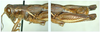 Melanoplus femurnigrum Scudder, 1899: male. (Otu).