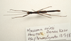 CollectionObject 1591079; 140b2e98-4c42-48c3-86f8-6df88704a64e: copyright MBBJ Bogor. male, ventral view (holotype). (CollectionObject).