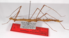 CollectionObject 1560182; c402b55a-31b7-4bdc-802a-1682b5531fe9: copyright ZMB, Berlin. female, lateral view (paratype). (CollectionObject).;CollectionObject 1560183; c41a5ffd-ed43-4f7b-9cd3-0258f3494ac7: copyright ZMB, Berlin. female, lateral view (paratype). (CollectionObject).