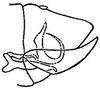 Pygofer, lateral view: !! display not done !! on Excultanus excultus (Uhler, 1877): genital capsule, laterally. (Observation).