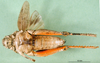 CollectionObject 1502059; 68b65e08-45aa-48d1-89e7-602139d6a72f: female, ventral view (allotype of Asiotmethis limbatus motasi). (CollectionObject).