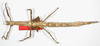 CollectionObject 1558921; 67f0d01b-579a-4d70-a077-8b7fd6095126: copyright RMNH, Leiden. female of Phasma angulata Stoll, 1813 [renamed micropterus] (holotype). (CollectionObject).