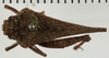 CollectionObject 1529884; NHRS 13612, 7edf66f9-675d-48ca-b267-a844c96c822c: female, dorsal view (holotype). (CollectionObject).