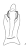 Anal tube processes on Caravellita saccibuccis (Emeljanov, 2007): (Observation).