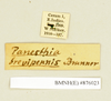 CollectionObject 1572997; 83601cc3-e499-4958-bc87-1d8af8f48845: Copyright Natural History Museum, London. Labels from non-type (adult female) in BM(NH). (CollectionObject).