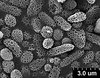 Brochosomes: !! display not done !! on Cuerna alba Oman & Beamer, 1944: CR780 | U.S.A., New Mexico, Otero Co., White Sands NM, Rakitov R. [#02-39], 17-21 Jul 2002 | INHS. (Observation).