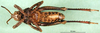 CollectionObject 1478192; 5b03f636-d1b6-4218-b0c9-b7b1e43f6019: male, ventral view (holotype). (CollectionObject).