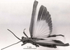 CollectionObject 1506894; 55724080-9911-4023-807a-bf1fd4c38938: Image C.S. Carbonell. male, dorsal view (lectotype). (CollectionObject).