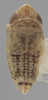 Habitus, dorsal view on Athysanella (Pectinapyga) texana (Osborn, 1930): Dorsal - Male. (Observation).