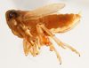 Habitus, lateral view: !! display not done !! on Syndelphax alexanderi (Metcalf, 1923): (Observation).