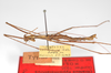 CollectionObject 1560670; 3231ea0c-df4e-4a75-9c50-fa7c6e035f29: copyright ZMB, Berlin. male, lateral view (holotype). (CollectionObject).