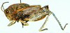 Transvaaliana picta (Saussure, 1892): lateral view. (Otu).