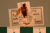 Euphyllodromia albomaculata (Shelford, 1909): Copyright UMO, Oxford. Type, dorsal view. (Otu).